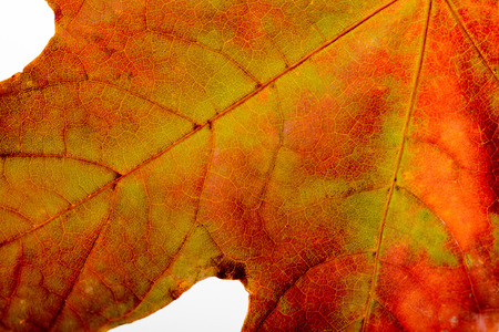 Macro of a Maple tree leaf with autumn colors