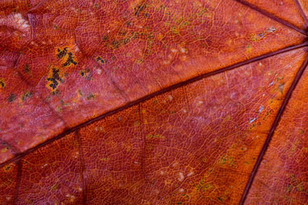 Macro of a Maple tree leaf with autumn colors