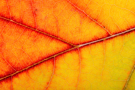 Macro of an Oak tree leaf with autumn colors