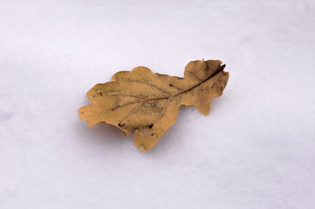 Dry leaf on the snow by a day without sun.