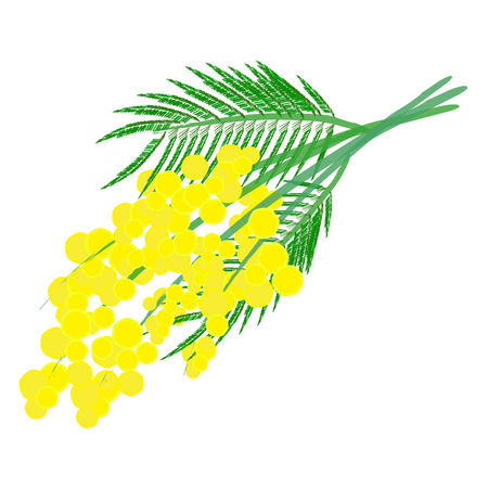 A nice yellow mimosa branch for the 8th of March, the Women's Dayのイラスト素材