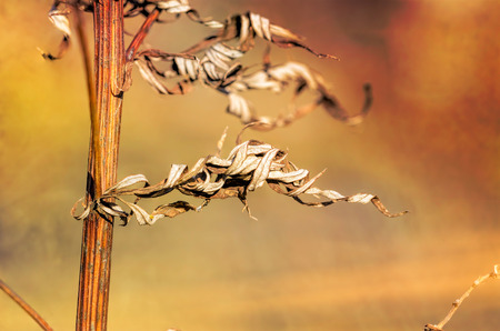 Nice dry leaves under the soft sun at the end of winterの写真素材