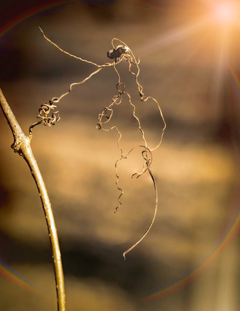 Macro of dry tendrils illuminated by the strong light of the winter sun, with a rainbow effectの写真素材