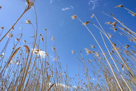 High reeds close to the lake are moved by the wind with a blue sky and clouds background