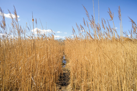 A little path through the high yellow reeds leads to the bank of the lake. Blue sky and clouds for a windy day.の写真素材