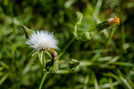 A young Dandelion blowball not completely opened, with a closed flower