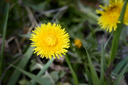 Close up of a yellow dandelion flower in the grass