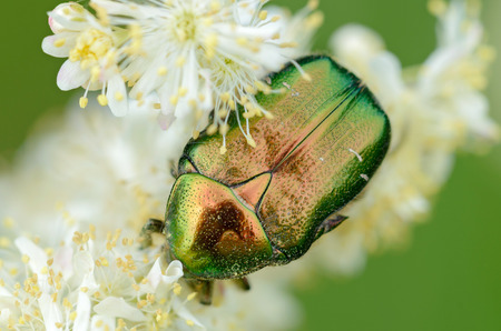A black, green, red and orange scarab on a white flowerの写真素材
