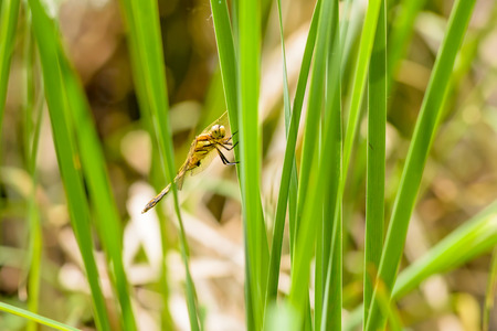 A dragonfly is resting on a reed leaf under the warm spring sun close to the Dnieper River in Kiev the capital of Ukraineの写真素材