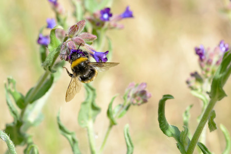 A wild wet bee gathering pollen on a blueweed flowerの写真素材