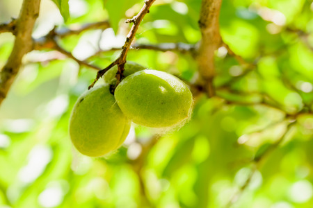 Young green apricots under the tree leaves. The sun rays are filtering through the foliage during a...