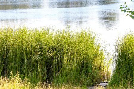 Green reeds are growing close to the lake in summer. The evening light plays with the wind and creates a quiet atmosphere. A duck is swimming on the water.の写真素材