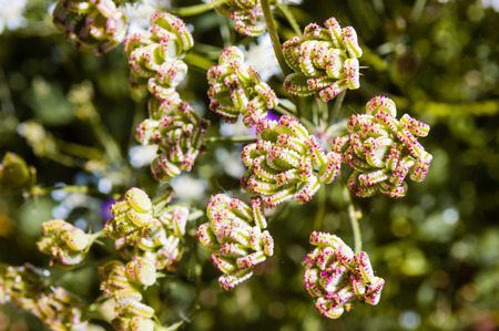 Closeup Tordylium Apulum fruits from the Apiaceae family