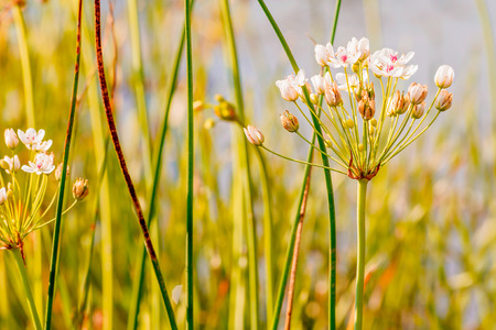Butomus umbellatus growing near the Dnieper river in Kiev the capital of Ukraineの写真素材