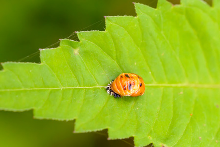 Macro of an orange Harmonia axyridis nymph on a green leafの写真素材