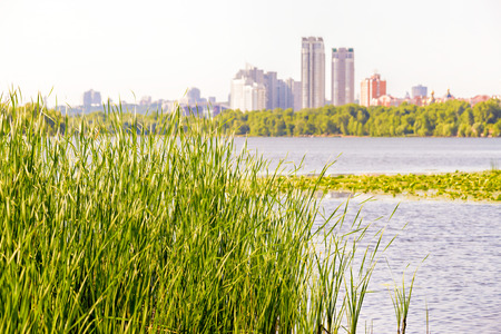 Reeds (Typha Latifolia) grow close to the Dnieper River. The city of Kiev appears in the backgroundの写真素材