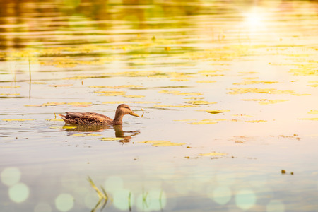 A female duck is swimming in the golden waters of the Dnieper river at dawn in Kievの写真素材