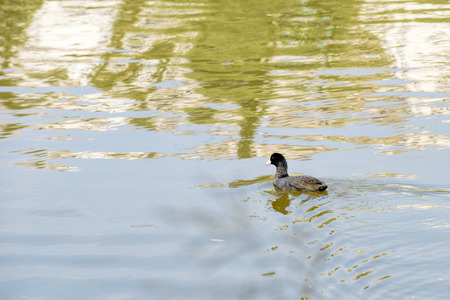 A young black mallard duck is swimming in the lake's blue waterの写真素材