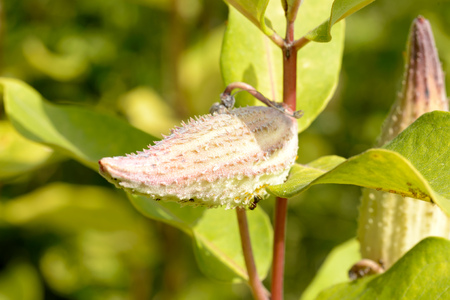Closeup of the Asclepias Syriaca fruit, also called milkweed or silkweed. This plant produces latexの写真素材