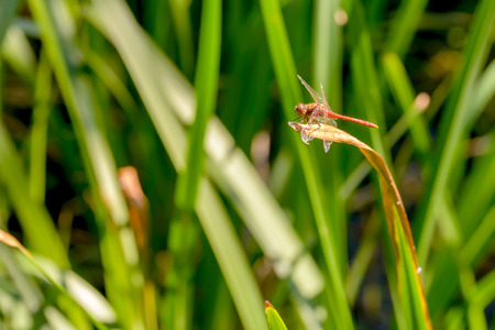 A red dragonfly stands on a Typha latifolia leaf close to the water under the warm summer sunの写真素材