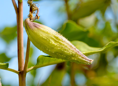 Closeup of the Asclepias Syriaca fruit, also called milkweed or silkweed. This plant produces latexの写真素材