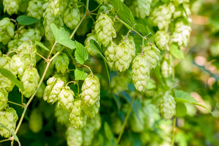 Female flowers of Humulus lupulus, also called hops, in the forest under the warm sunの写真素材