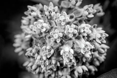Macro of a pink and white Milkweed flower in the meadow under the warm spring sunの写真素材