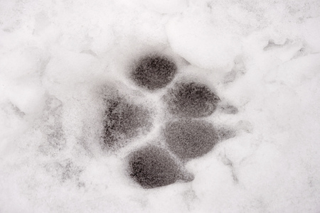 Animal footprint in the frozen snow in winterの写真素材