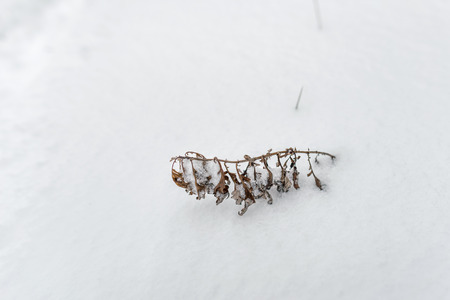 A dry plant emerges from the snow during the cold winterの写真素材
