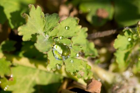 Chelidonium majus, also called greater celandine or tetterwort with rain drops in the forestの写真素材