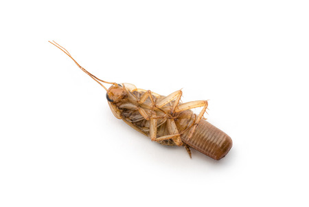 Macro of a dead female cockroach with oothecae on white background