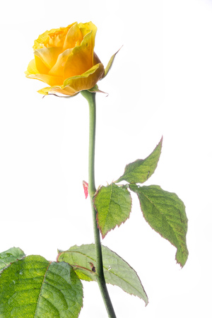 Yellow rose with green leaves on black backgroundの写真素材