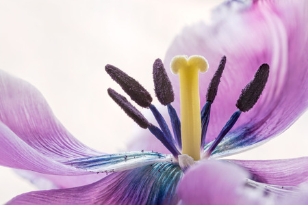 Stamem and Pistil macro  photo of a pink fringed tulip, tulipa crispaの写真素材