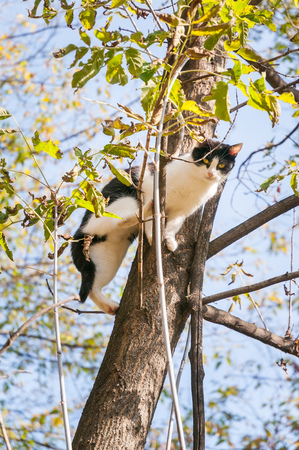 A black and white cat is perched on a treeの写真素材