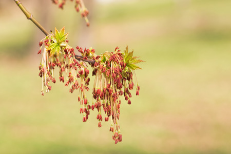 Acer Negundo, Young green leaves with seeds and flowers under the spring sunの写真素材