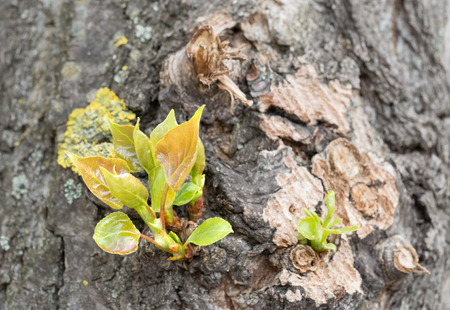 Macro of young poplar leaves growing on the tree trunk at the beginning of springの写真素材