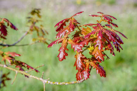 Young red Quercus robur under the warm spring sunの写真素材