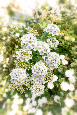 Close up of a spiraea bush showing the details of the soft white flowers under the spring sunの写真素材