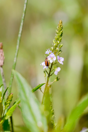 Galerucella Neogalerucella calmariensis, also called purple loosestrife beetle, on a pink Veronica anagallis-aquatica flower, also called water speedwell, or blue water-speedwellの写真素材