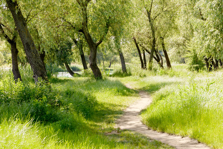 A trail in the park  under the willow trees, close to the lake, during a summer morningの写真素材