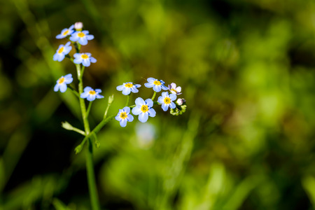 Little blue Myosotis flowers, also called forget me not , under the spring sun rays, with a dark...