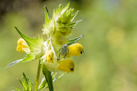 A Hoplia Parvula, a kind of scarab, hidden on a Rhinanthus Flower, under the warm summer sunの写真素材