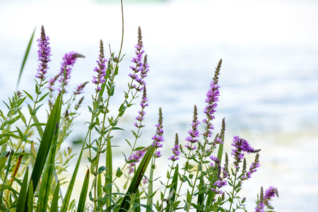 Pink Lythrum Salicaria growing in a meadow close to the river under the warm summer sunの写真素材