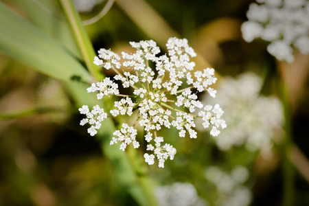 white flowers