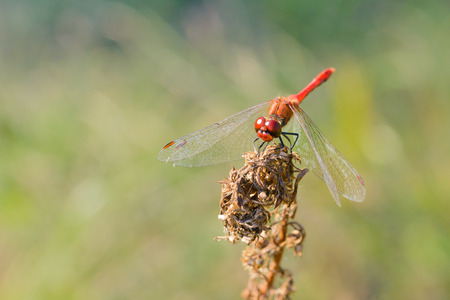 Red-veined darter (Sympetrum sanguineum ) on a dry flower