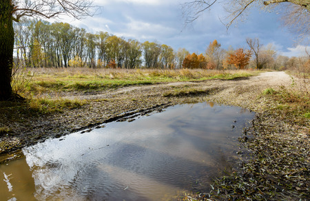 Dramatic view of a puddle after the autumn rain. Green, yellow and orange poplar, willow and oak trees appear in the background. Willow leaves cover the ground in the foregroundの写真素材
