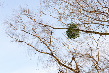 Viscum album or mistletoe is a hemiparasite on several species of trees, it has a significant role in European mythology, legends, and customsの写真素材