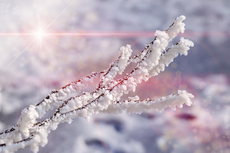 Magic macro of a twig covered by snow and frost in winter, with the sun in the backgroundの写真素材