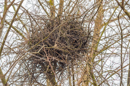 A crow nest in a winter tree against gray and clear skyの写真素材