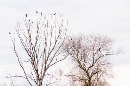 Hooded crows perched on the top of tree branches are waiting to take flight during a gray winter dayの写真素材